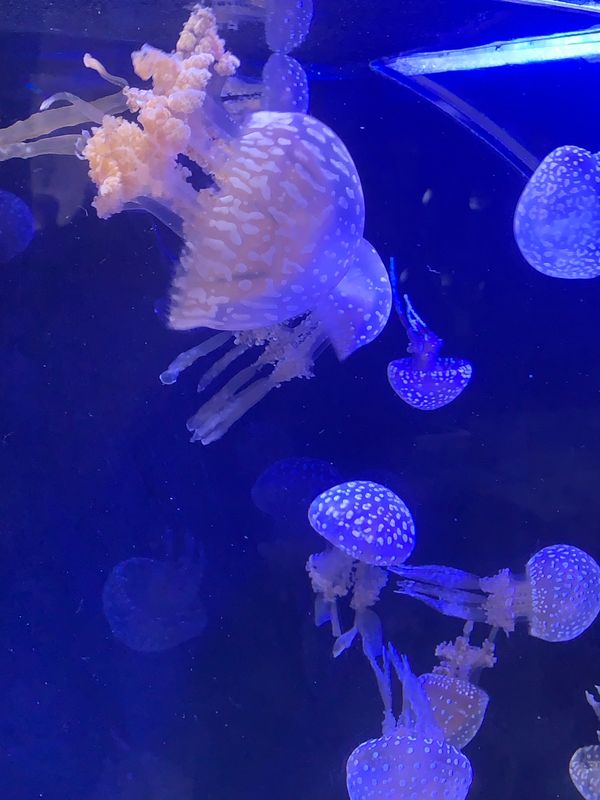 日本・愛知県「名古屋」の写真：クラゲ