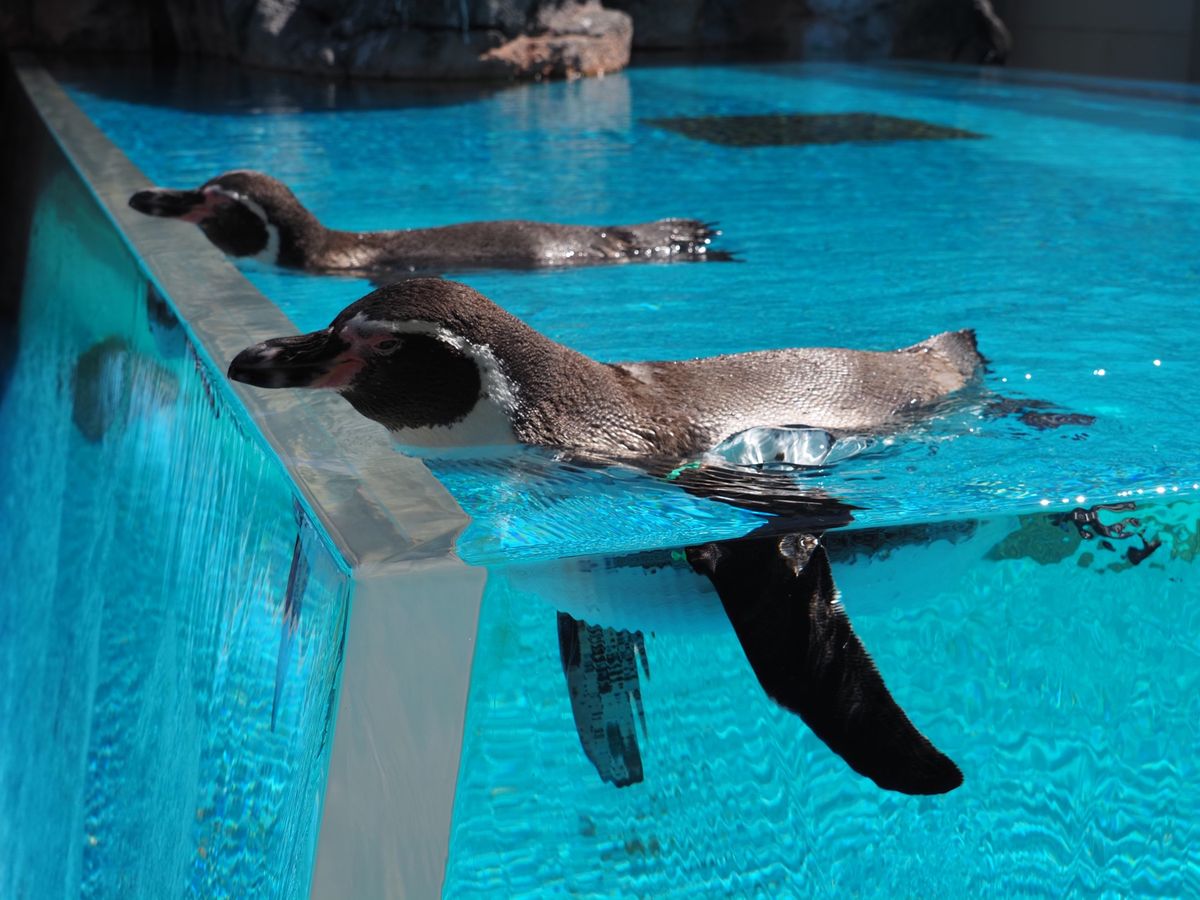 まず鳥羽水族館にいきました。
高足がにが1番好き🦀小さい頃から変わってない...