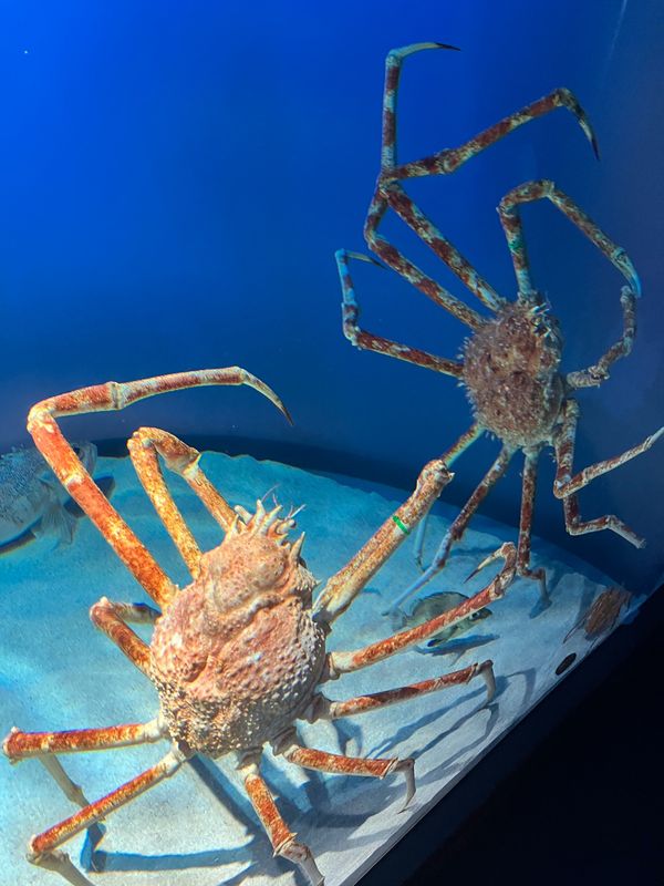 日本「三重家族旅行」の写真：まず鳥羽水族館にいきました。高足がにが1番好き...