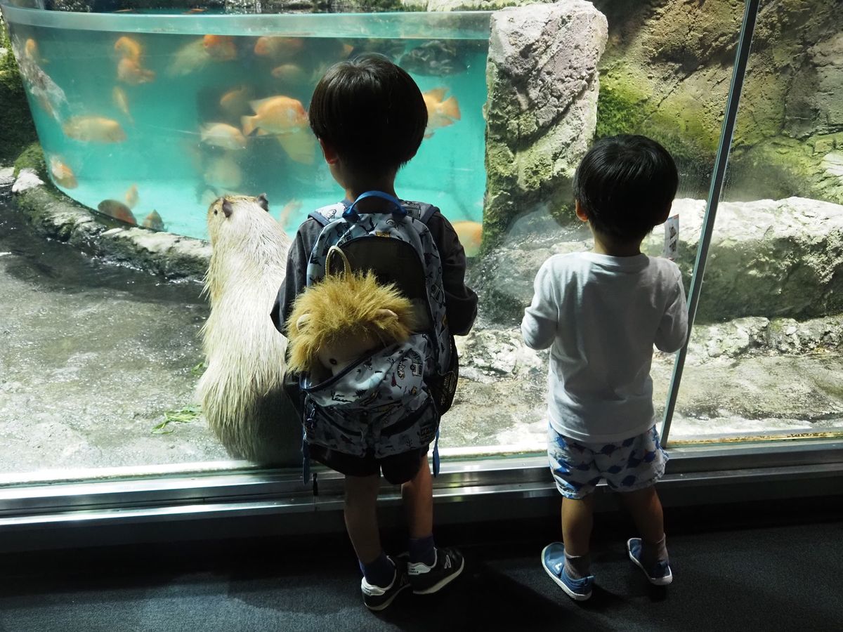 まず鳥羽水族館にいきました。
高足がにが1番好き🦀小さい頃から変わってない...