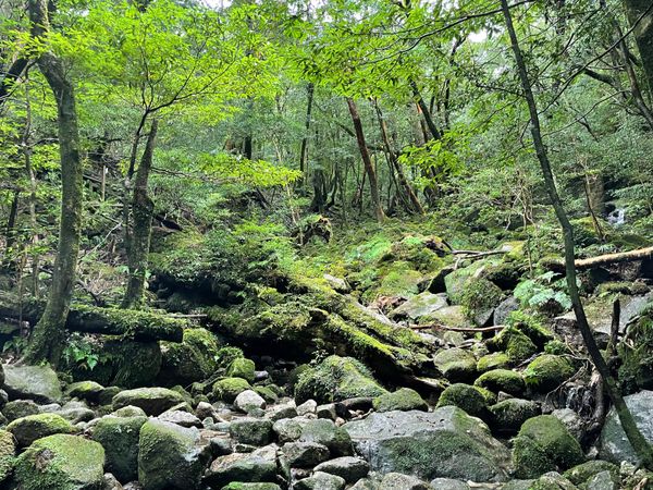 日本・鹿児島県「屋久島旅行」の写真