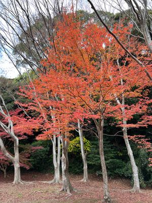 山口県萩
●大板山たたら製鉄所跡（世界遺産）
●萩城天守閣跡
●毛利輝元像...