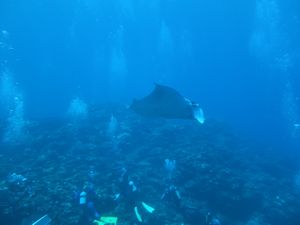 小浜島近辺ではなく、石垣島近くです笑
シーズンなのでダイバー多め。
真近く...