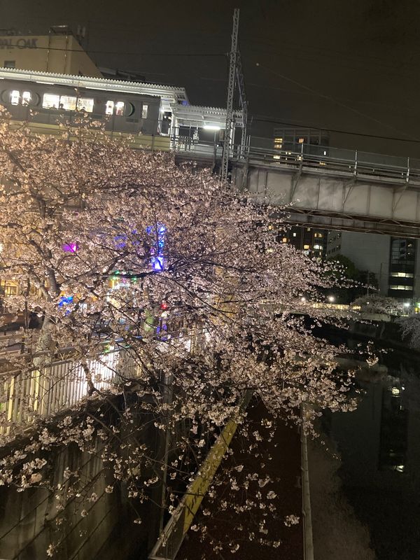 日本・東京都「東京」の写真