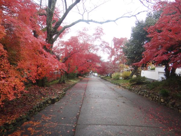 日本・京都府「京都」の写真