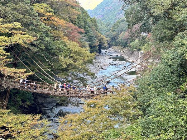 日本・徳島県「香川徳島」の写真：かずら橋