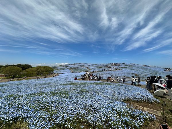 日本・茨城県「ひたち海浜公園と竜神大橋」の写真