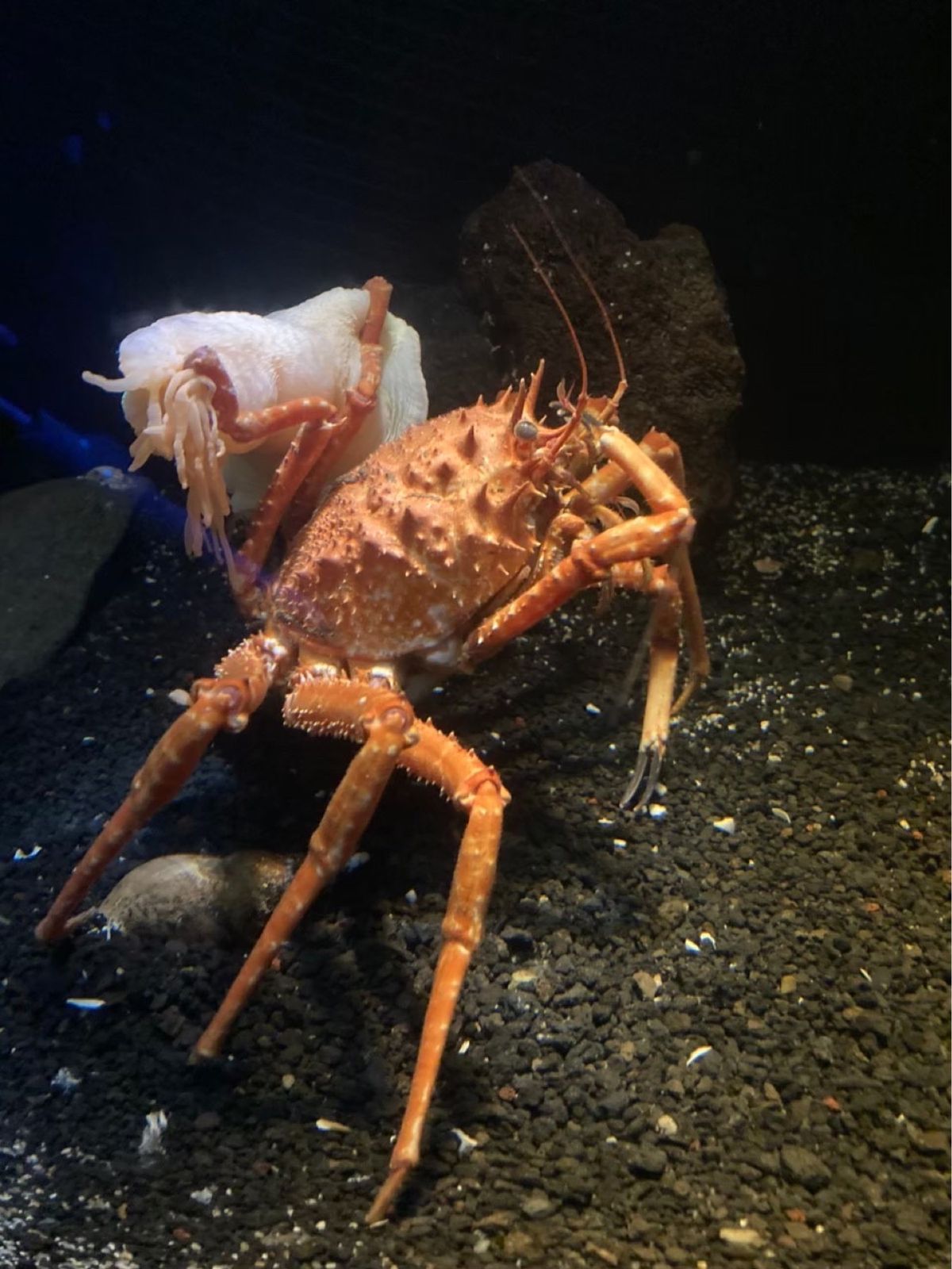 沼津港深海水族館。
1番の目的はここでした。
高足がにがすごくすき！
珍し...