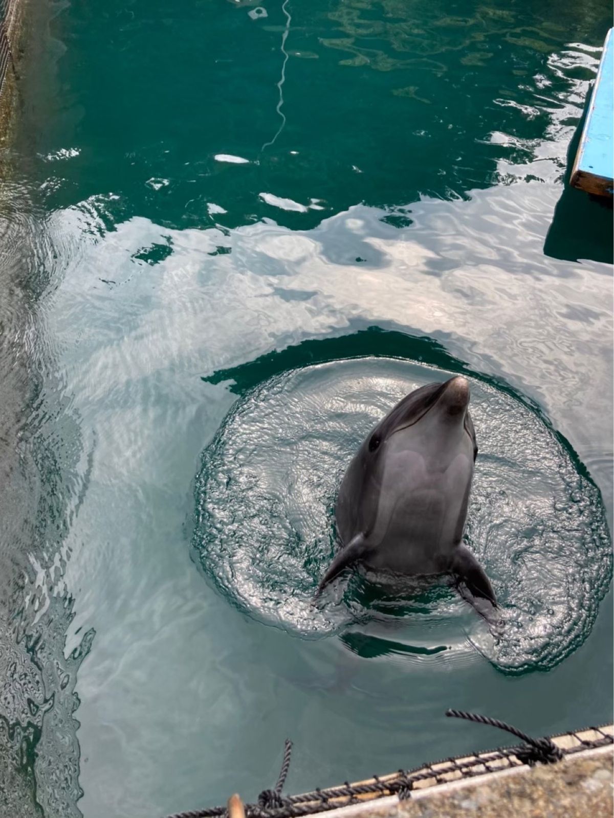 伊豆三津シーパラダイスのイルカはファンサもばっちり👍
可愛かった〜♡
何気...