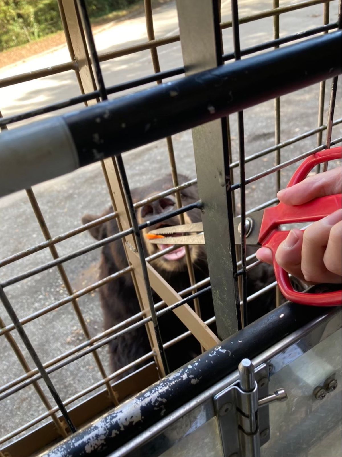 富士サファリパーク🦁
餌やり、迫力あって楽しかった！
ちょっと怖かったけど😂