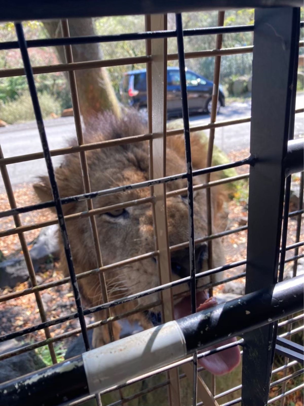 富士サファリパーク🦁
餌やり、迫力あって楽しかった！
ちょっと怖かったけど😂