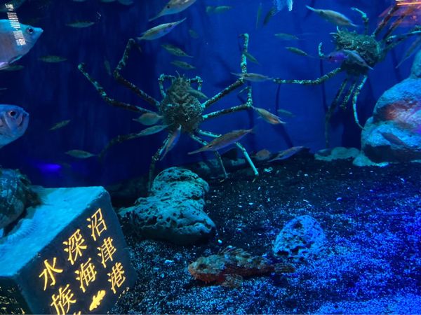 日本・富士サファリパーク「静岡高足がに旅行」の写真：沼津港深海水族館。
1番の目的はここでし...