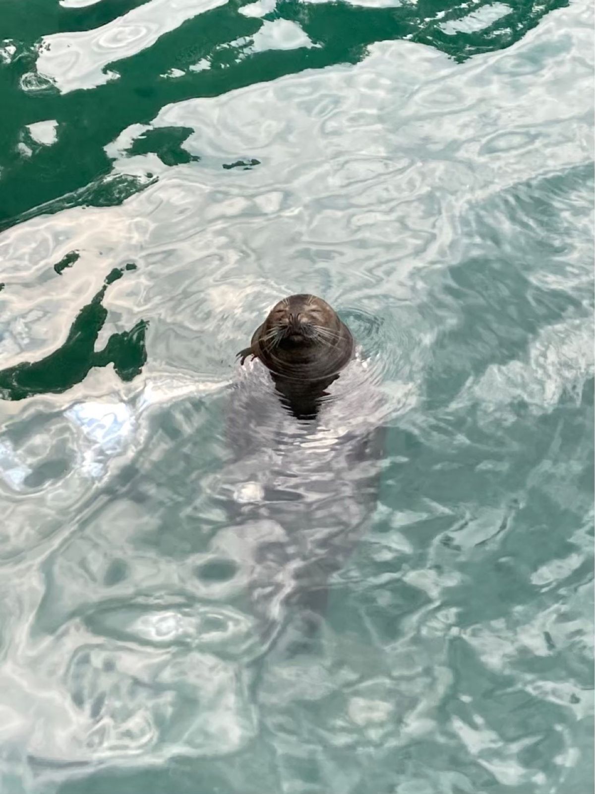 伊豆三津シーパラダイスのあざらしも最高に可愛い♡
通りすがりで寄ってみたこ...