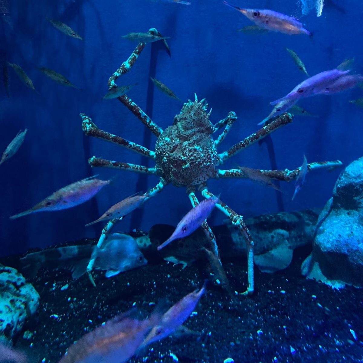 沼津港深海水族館。
1番の目的はここでした。
高足がにがすごくすき！
珍し...