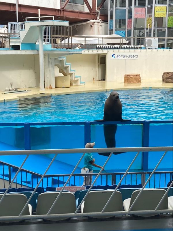 日本・富士サファリパーク「静岡高足がに旅行」の写真：伊豆三津シーパラダイスのイルカはファンサ...