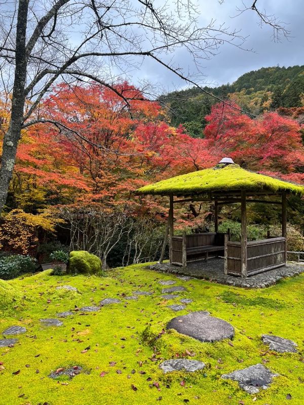 日本・京都「京都紅葉旅行」の写真