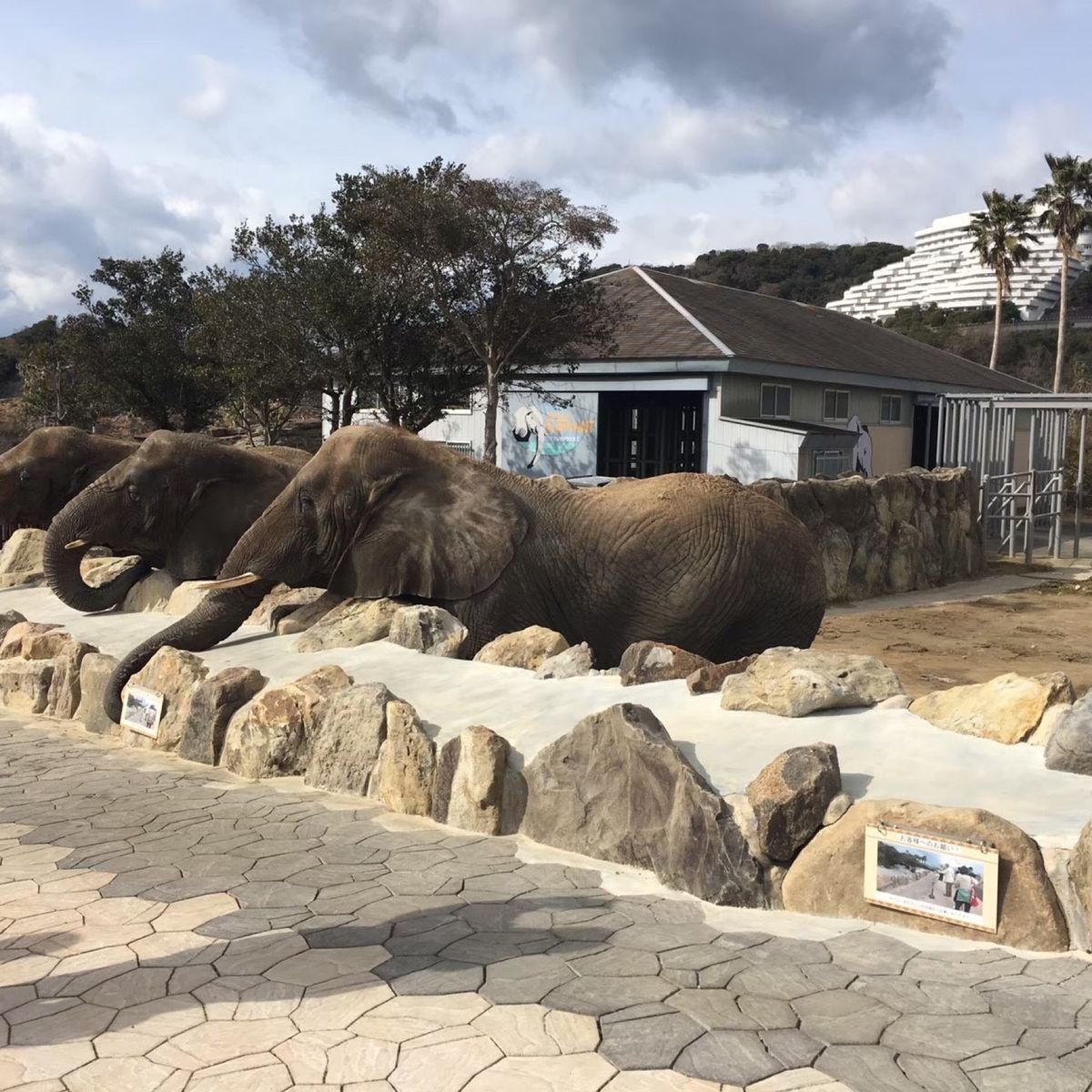 アドベンチャーワールドは動物が綺麗。
イルカショーは写真ないけど感動！また...