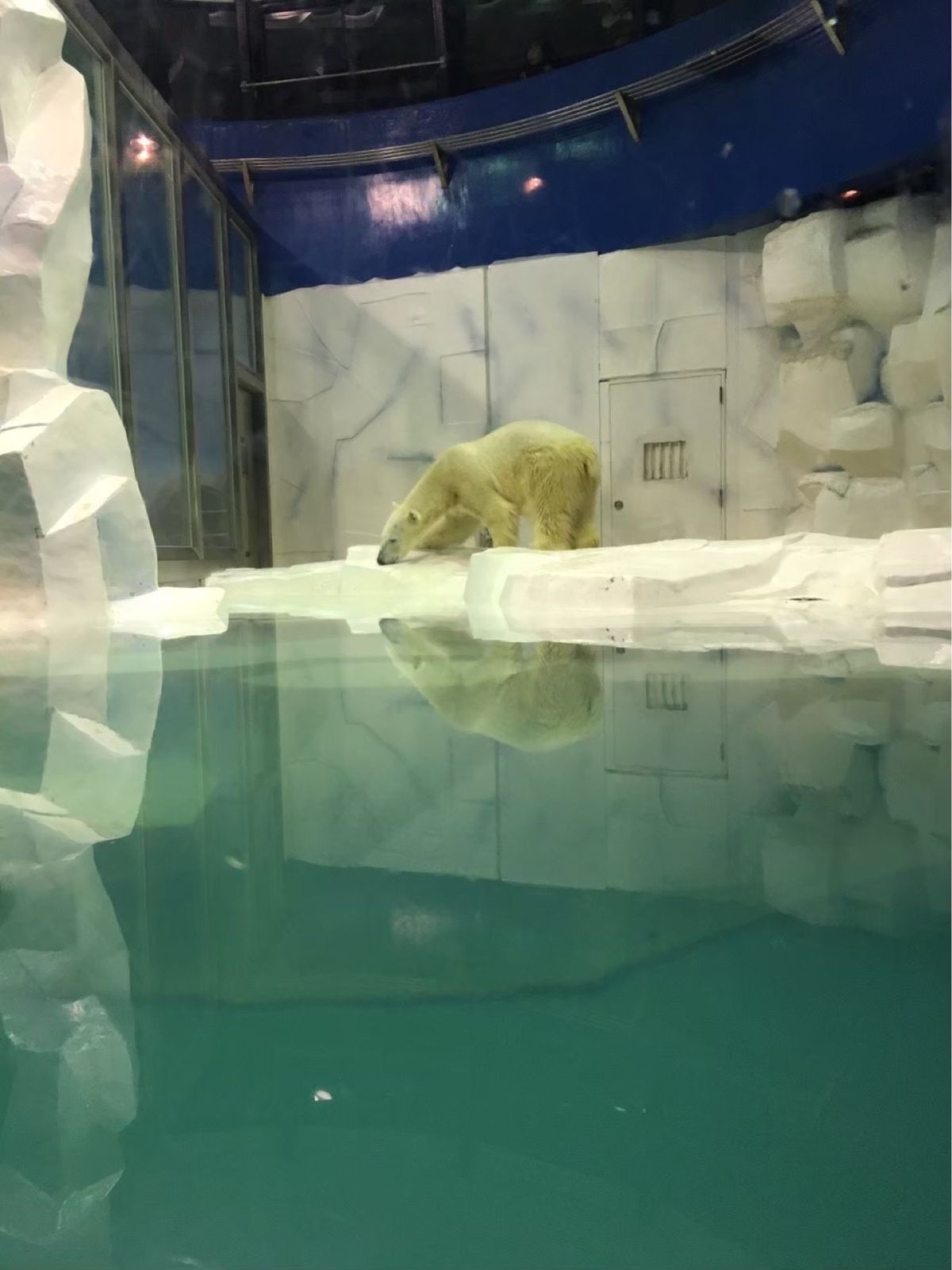 アドベンチャーワールドのしろくま🐻‍❄️
かっこよかった！