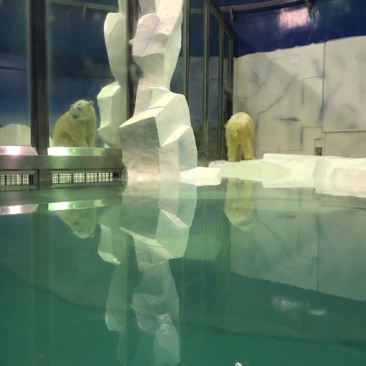 アドベンチャーワールドのしろくま🐻‍❄️
かっこよかった！