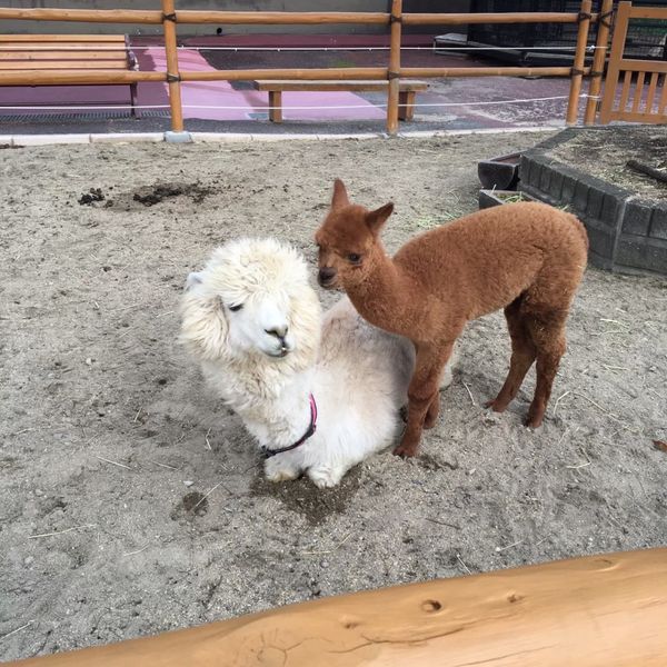 日本・アドベンチャーワールド「和歌山パンダ旅」の写真：アドベンチャーワールドは動物が綺麗。
イ...