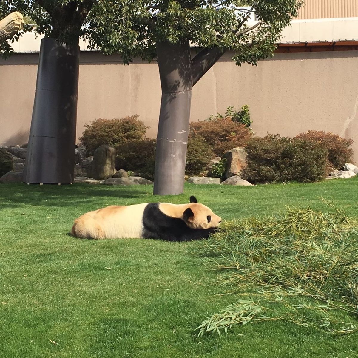ぐでーん。なパンダ🐼
可愛い♡とても可愛い♡