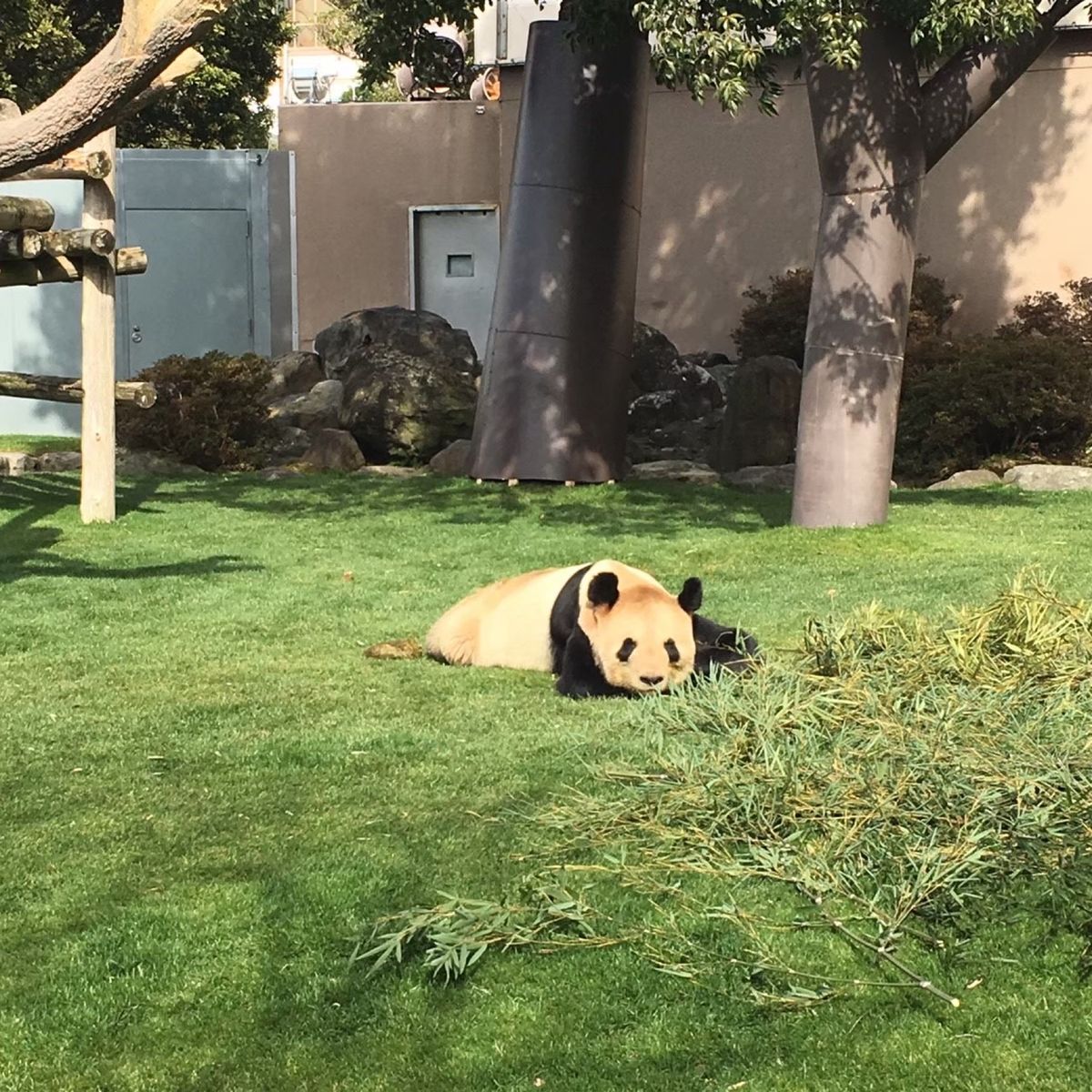 ぐでーん。なパンダ🐼
可愛い♡とても可愛い♡