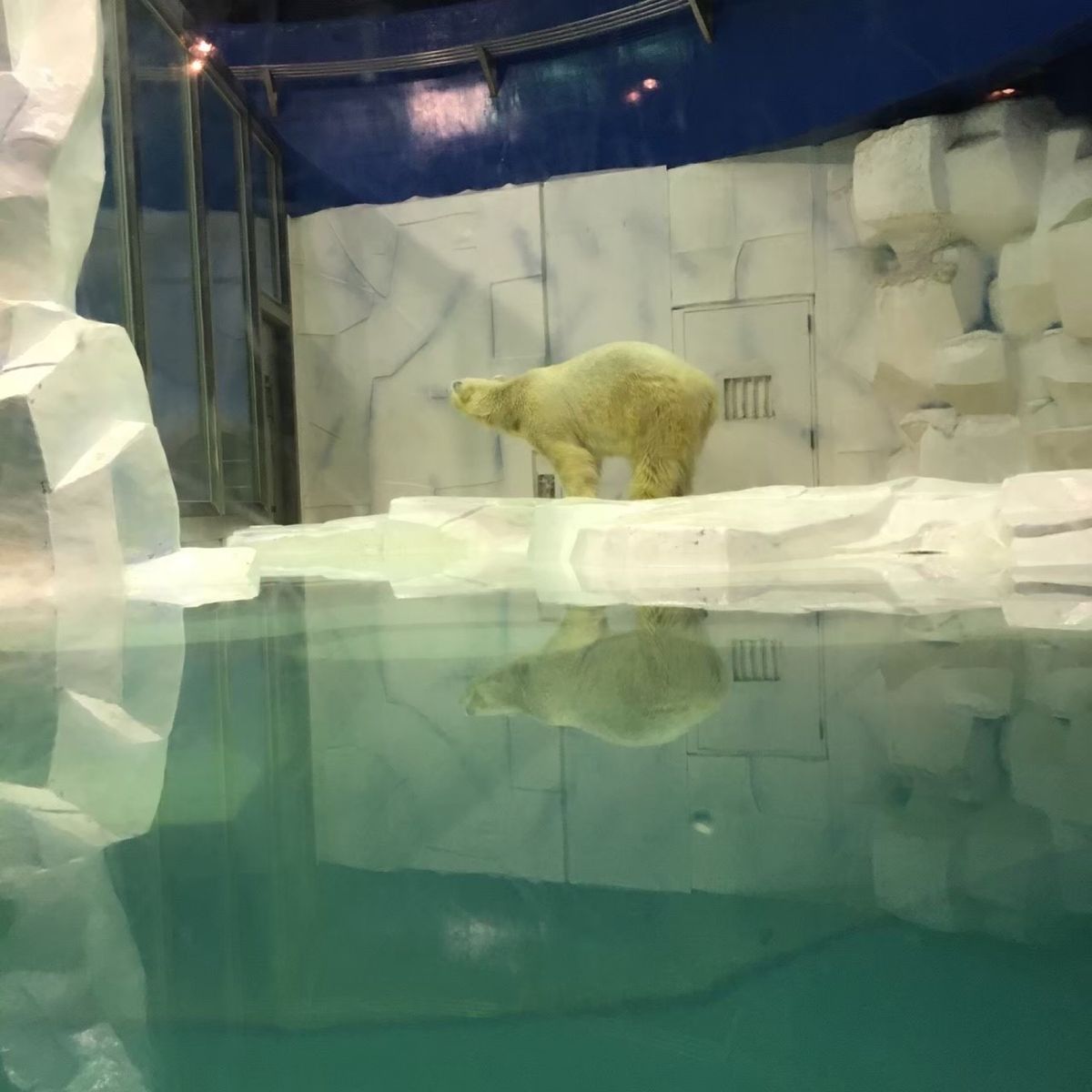 アドベンチャーワールドのしろくま🐻‍❄️
かっこよかった！