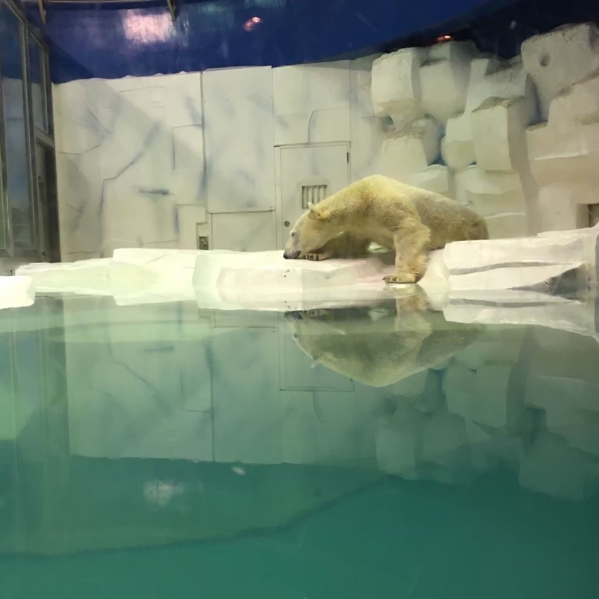 アドベンチャーワールドのしろくま🐻‍❄️
かっこよかった！