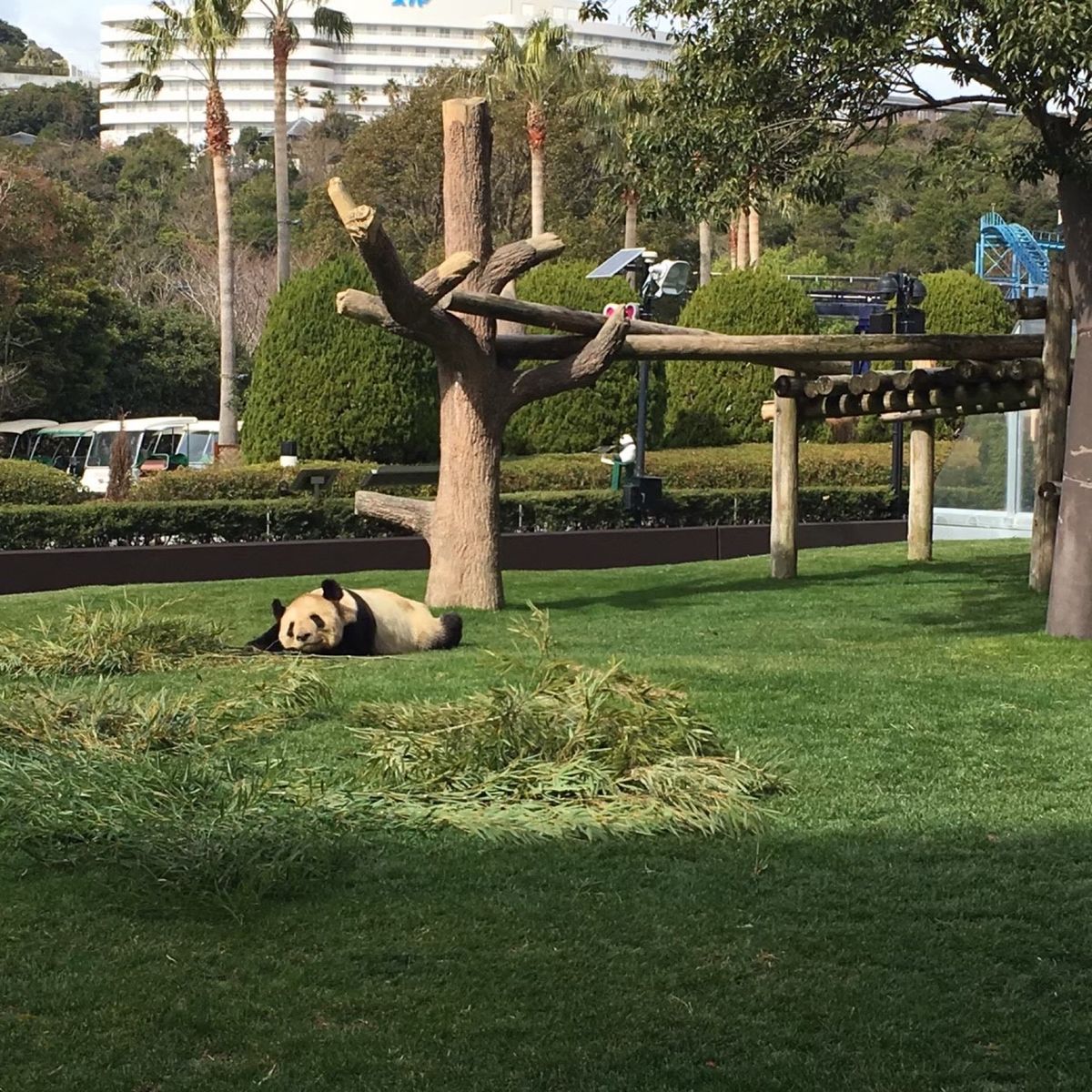 ぐでーん。なパンダ🐼
可愛い♡とても可愛い♡
