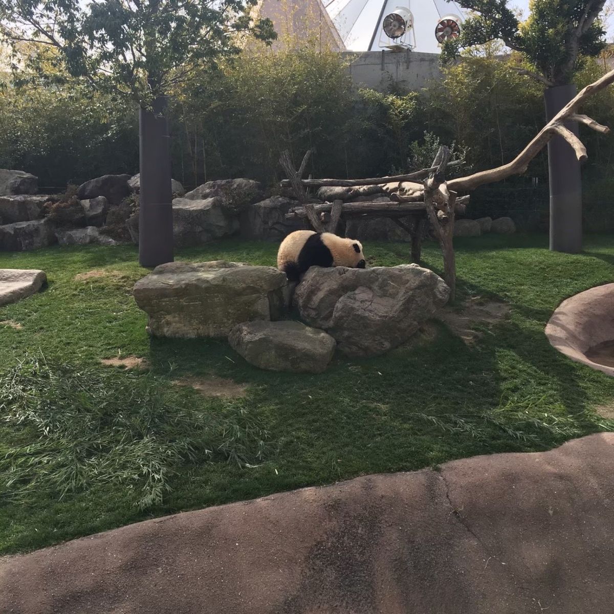 ぐでーん。なパンダ🐼
可愛い♡とても可愛い♡