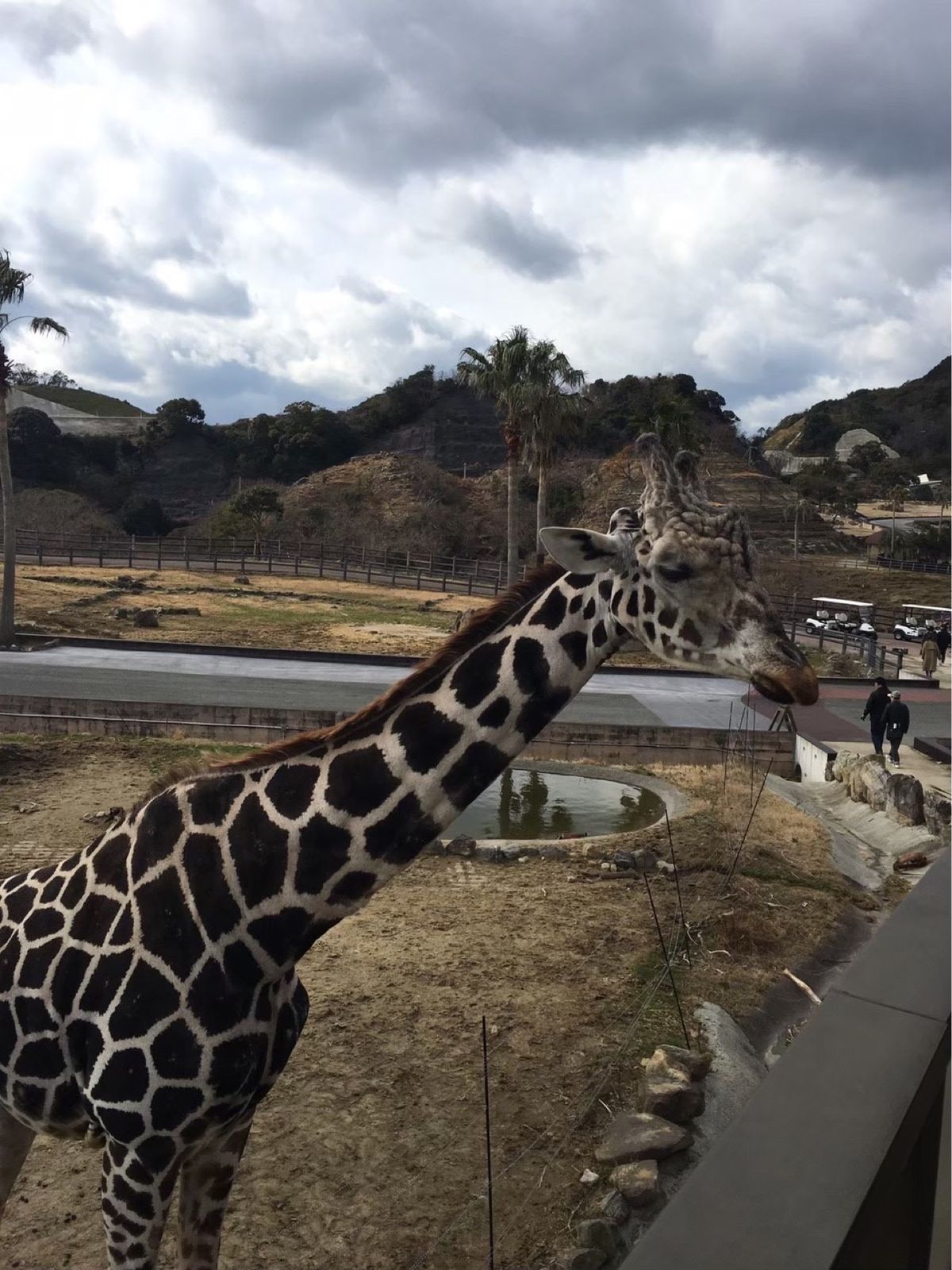 アドベンチャーワールドは動物が綺麗。
イルカショーは写真ないけど感動！また...