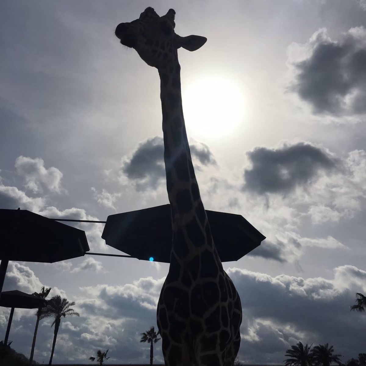 アドベンチャーワールドは動物が綺麗。
イルカショーは写真ないけど感動！また...