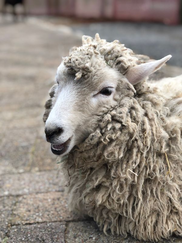 日本・兵庫県「六甲山」の写真