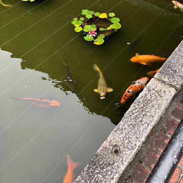 日本・岡山県「倉敷、岡山」の写真