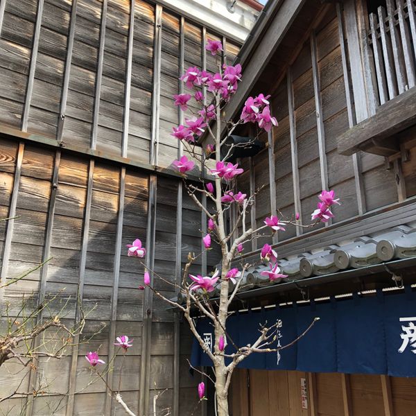 日本・伊勢神宮「伊勢神宮」の写真