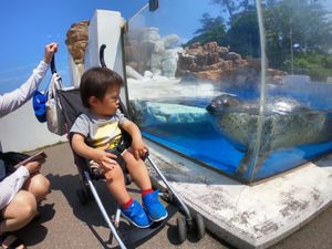 越前松前水族館。
水槽の上を歩ける！！
良い天気の時がオススメです🦀