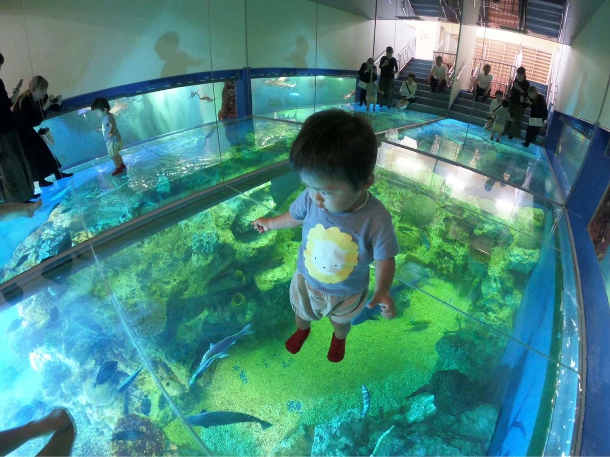 越前松前水族館。
水槽の上を歩ける！！
良い天気の時がオススメです🦀
