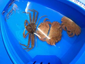 越前松前水族館。
水槽の上を歩ける！！
良い天気の時がオススメです🦀