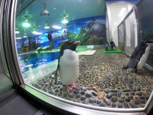 越前松前水族館のあざらしは近い🦭
ペンギンは空とんでるみたい🐧
大好きな水...