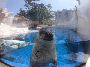 越前松前水族館のあざらしは近い🦭
ペンギンは空とんでるみたい🐧
大好きな水...