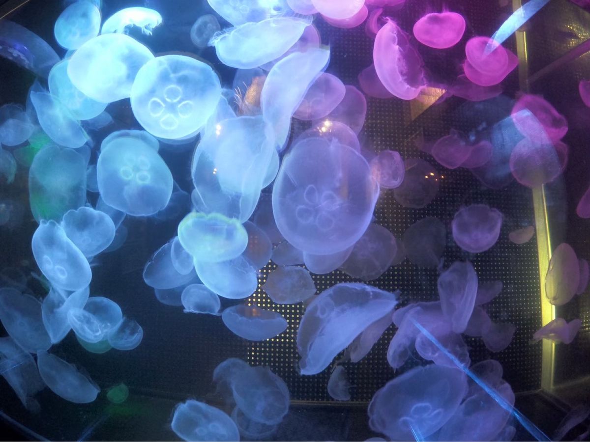 越前松前水族館。
水槽の上を歩ける！！
良い天気の時がオススメです🦀
