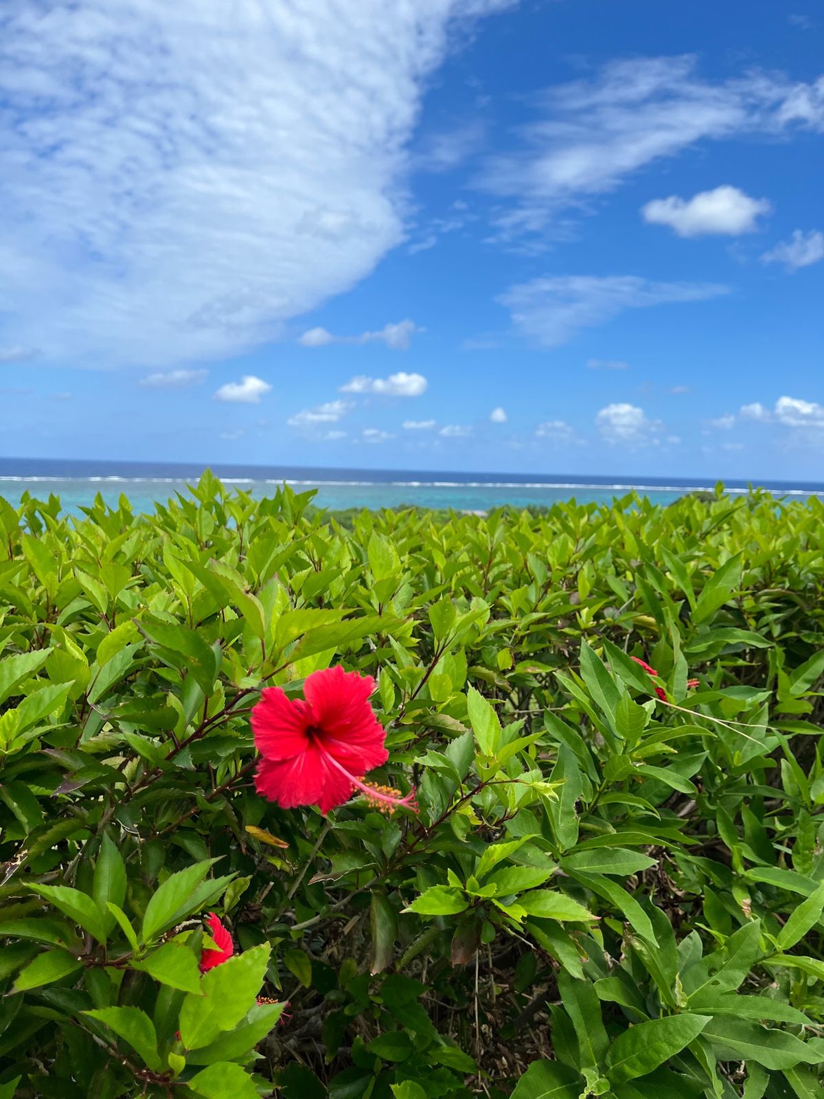 最後は巨大ブランコと絶景ランチで締め。
良き旅でした