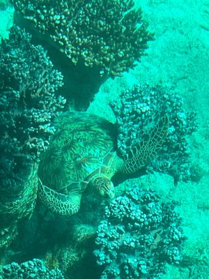 最終日は晴れたのでリベンジ川平湾。グラスボートで海亀に遭遇🐢しかも3匹（う...