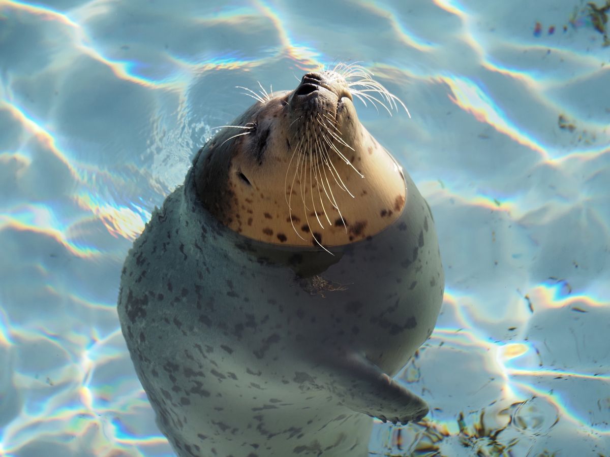旭山動物園の
あざらし館最高だった♡