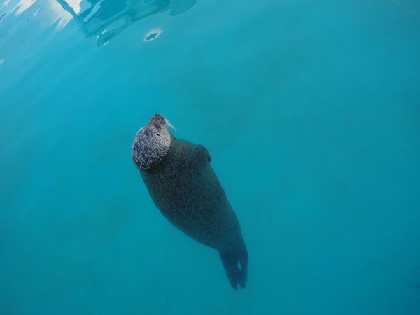 日本・北海道「北海道横断旅行」の写真：旅の1番の目的地は、
オホーツクとっかり...