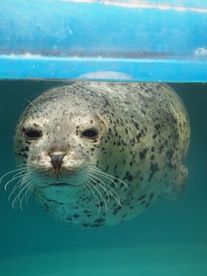 札幌でも大好きなあざらし見に行ってきた🦭
ローカルな水族館、楽しい♡
サン...