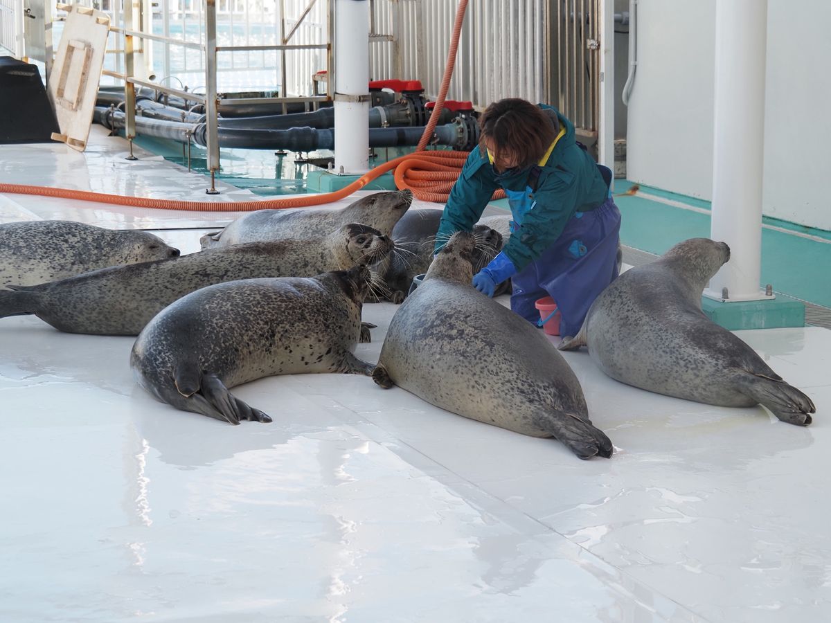 旅の1番の目的地は、
オホーツクとっかりセンター
あざらしランド。
ずっと...