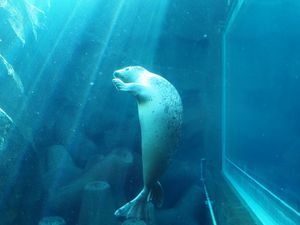 旭山動物園の
あざらし館最高だった♡