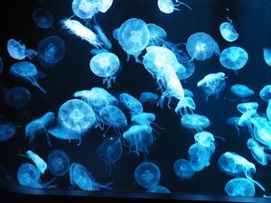 札幌に新しくできた水族館。
都市型水族館。
面白い生き物たくさん🦀