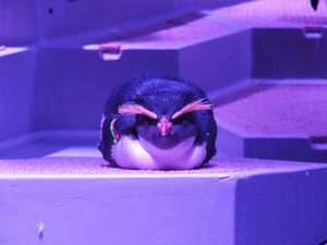 札幌に新しくできた水族館。
都市型水族館。
面白い生き物たくさん🦀